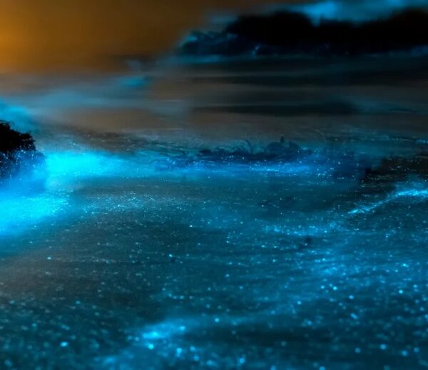 The Bioluminescence Tour